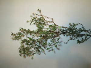 Dry leaves of creosote bush. Collect more than you think you need!