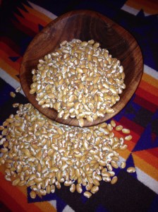 Bright and beautiful Four Corners Gold beans are used in the traditional winter ceremony by the Zuni.  These beans are truly light-returning and life-renewing.  photo by Muffin Burgess