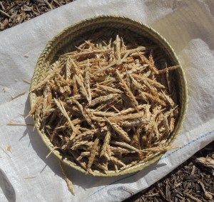 Fresh harvest of White Sonora Wheat Mission Garden May 2013--Bill O'Malley photo