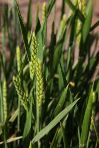 Heirlooom White Sonora Wheat growing at Mission Garden April 2013--Rod Mondt photo