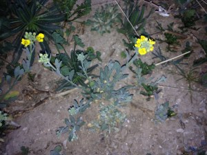 This year, if you spy Lesquerella gordoni (bladderpod), it will stand out like little yellow stars on the bare ground. (MABurgess photo)