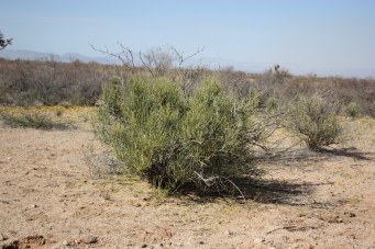 Ephedra Graham Co IMG_2761