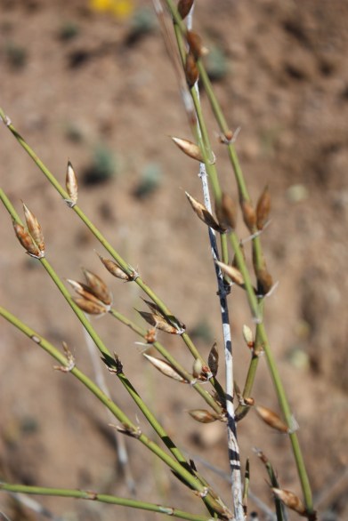 Ephedra Graham Co IMG_2764