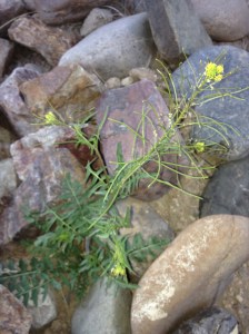 "Wild arugula” or London rocket (Sisymbrium irio) provides zesty greens, flower garnish, and later, mustard seeds when mature. (MABurgess photo)