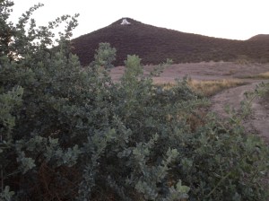 Find saltbush's gray greenery along the Santa Cruz floodplain--or plant it in your yard for wildlife habitat. (MABurgess photo)