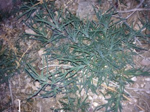 Better known as tumbleweed, Russian thistle (Salsola kali) is best harvested in this tender stage—and every rancher will thank you for your service! (MABurgess photo)