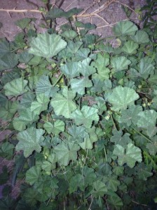Did you ever contemplate cheeseweed thru the day? (Are you kidding?) Its palmate leaf is a sun-tracker!  I discovered these young Malva neglecta in late afternoon with each leaf bent westerly, cupped, facing the setting sun.(MABurgess photo)