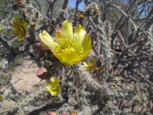 stamen strands in staghorn cholla flower (B.Sandlin photo)