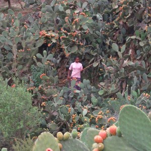 A very large prickly pear plant in Irob, Ethiopia.