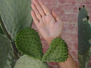 Pick prickly pear pads when they are the size of your hand.