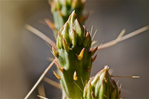 staghorn cholla bud showing true leaves and spines at aereole (JRMondt photo)