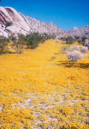 Pectis_papposa_field