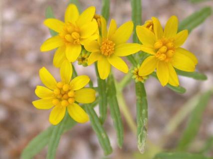 Pectis_papposa_flowers