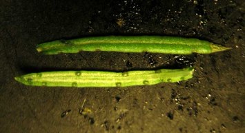 Pectis_papposa_leaves