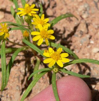 Pectis_papposa_var_papposa_5_SS