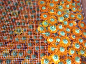 Calendula flowers drying