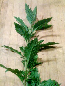 Chenopodium Dysphania ambrosioides by iamtexture