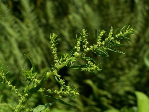Chenopodium Dysphania_ambrosioides_9061 by t voekler