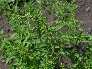 Chenopodium_ambrosioides_9059