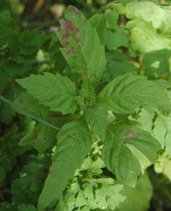 Chenopodium_Dysphania_ambrosioides  by S Doronenko