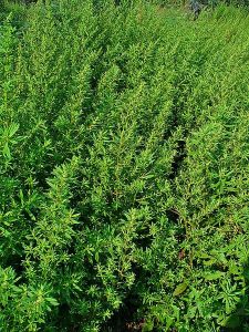 Chenopodium_Dysphania_ambrosioides_08_by H Zell