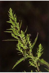 Chenopodium_Dysphania_ambrosioides_courtesy of UDSA_01