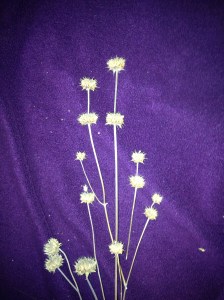 wild native chia seedheads (Salvia columbariae) ready to winnow (MABurgess photo)