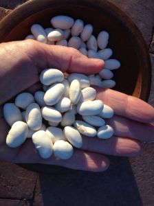 Giant Aztec white runner-beans, aka bordal and "mortgage lifter" (MABurgessphoto)