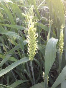 Heirloom barley in flower at Mission Garden (MABurgess photo)