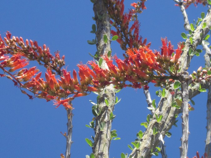 Ocotillo blossoms