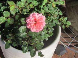 Teacup rose