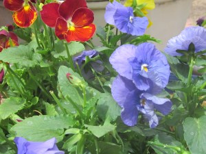 Pansies