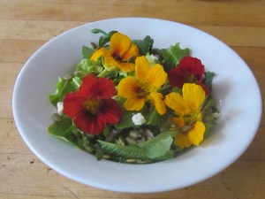 Two colors of nasturtium flowers on a fresh garden salad.