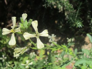 Arugula flowers