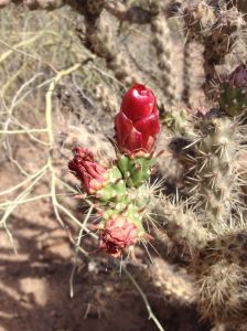 Staghorn cholla bud about to open, with ants enjoying extra-floral nectaries (MABurgess photo)