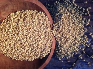 Heirloom White Sonoran Wheat berries, local, organic, traditional, from BKWFarms (MABurgess photo)