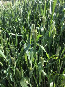 Heirloom White Sonoran Wheat seedheads filling out at Mission Garden (MABurgess photo)