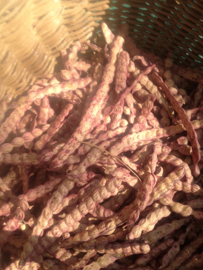 Select sweet velvet mesquite pods dry and ready to grind (maburgess photo)