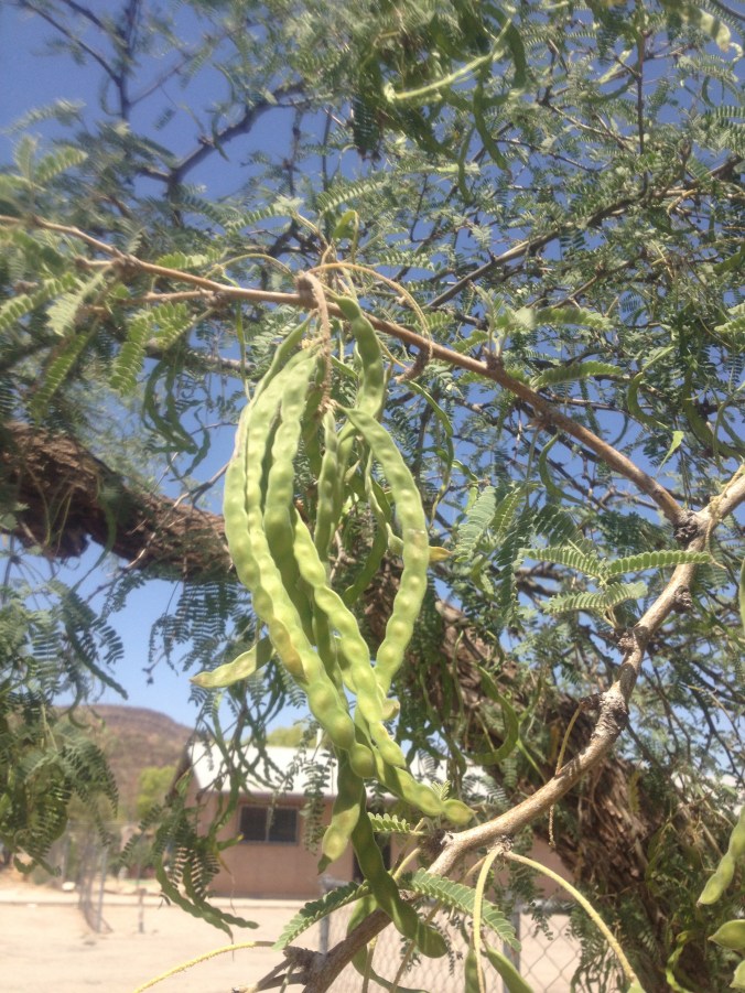 Velvet mesquite pods (Prosopis velutina) in green phase (maburgess photo)