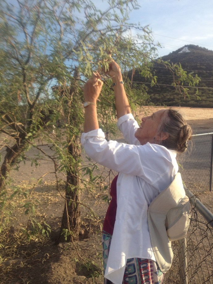 Harvesting ripe velvet mesquite pods--an old Chuk-shon tradition (RodMondt photo)