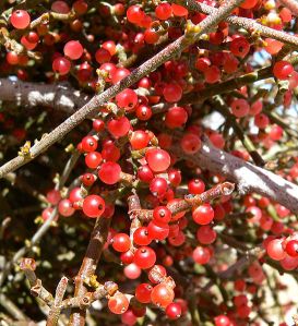 Some desert mistletoe are more red and less translucent. This is just normal variation within the species. Photo by S. Shebs.