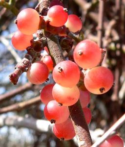 When ripe, the berries turn translucent and fall off the plant easily. Photo by S. Shebs.