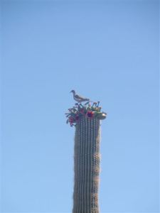Dove getting breakfast