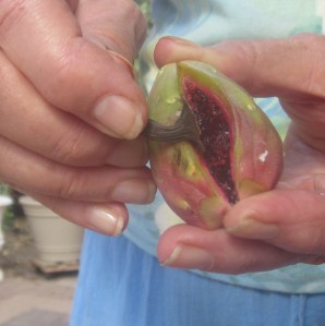 Opening a fruit with the calyx on the blossom end.