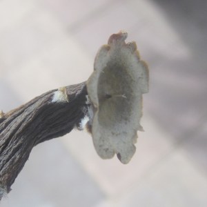 Sharp edge of the calyx can be used as a knife.