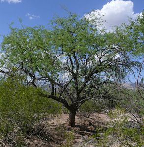 prosopis_velutina_habit_001