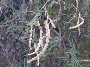 Prosopis_velutina_pods
