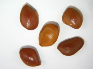Prosopis_velutina_seeds