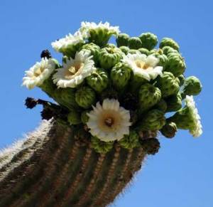 Saguaro flowers and unripe fruit. Photo by Rael B.