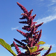Guarijio Grain Amaranth for greens, high protein grain, and glorious summer color!